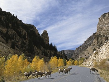 BOR Image Bighorn Sheep crossing road