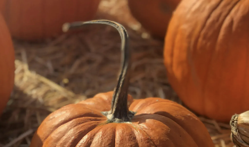 Harvest Season in Dinoland: 10 Family Friendly Activities to Do This Fall 2 Image