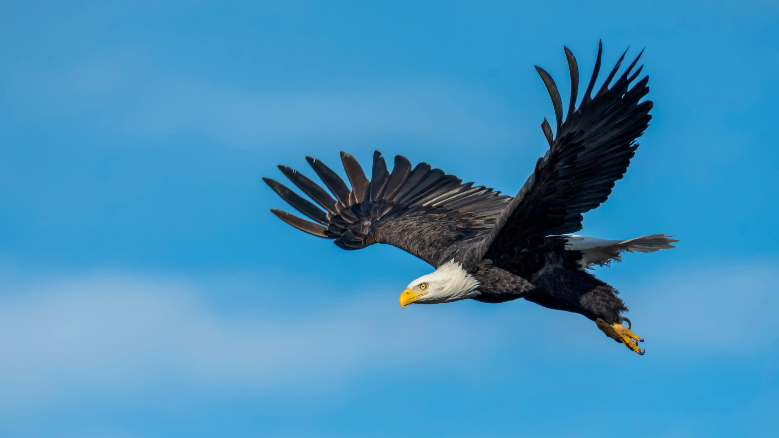 Featured image for “Experience Utah’s Wildlife in Dinosaurland”